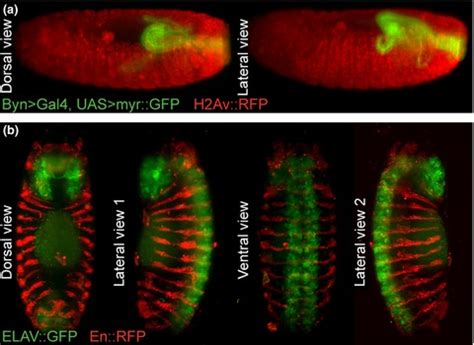 Gene expression boundary scaling and organ size .